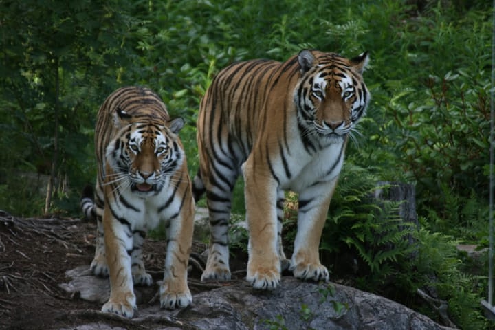 Two adult tigers standing on a rock in a forested area.